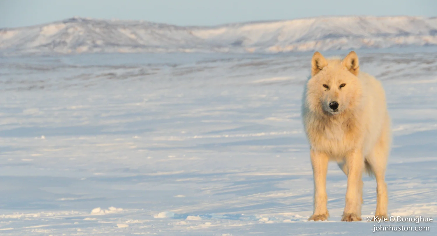 STEALIN' WOLF...THE FULL STORY