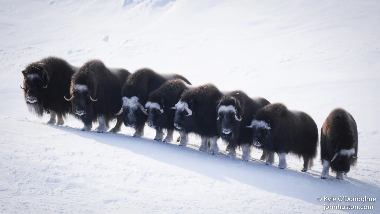 MUSK OX HERD