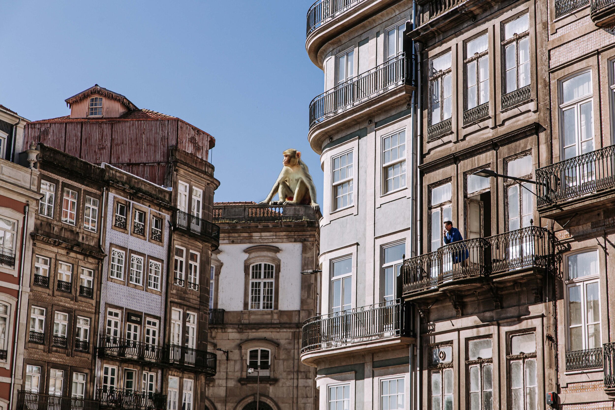 Monkey problem, 2020