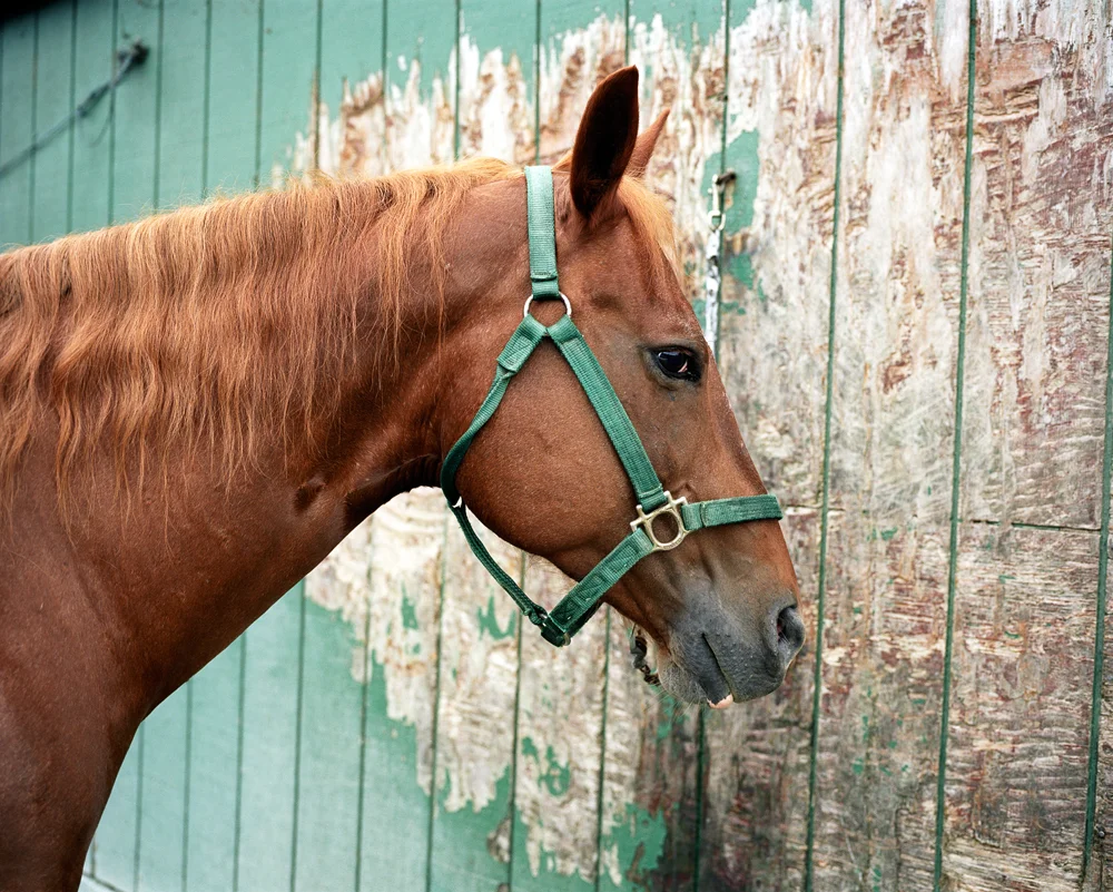 HorseandWall2.jpg