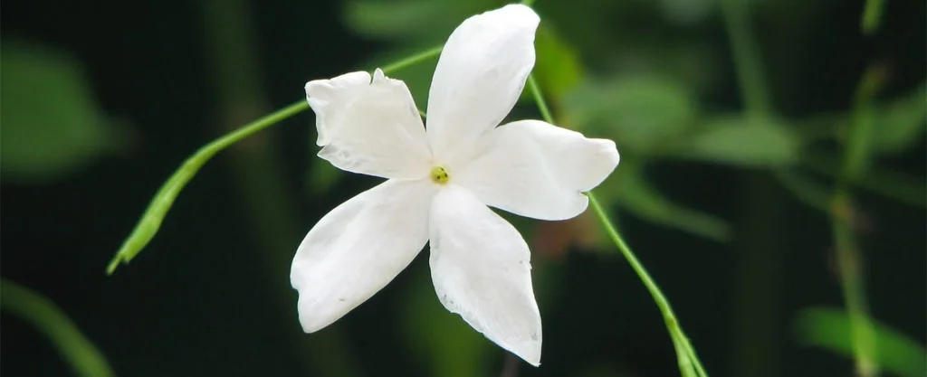 Free-Jasmine-Flower-Wallpaper-Downloads.jpg