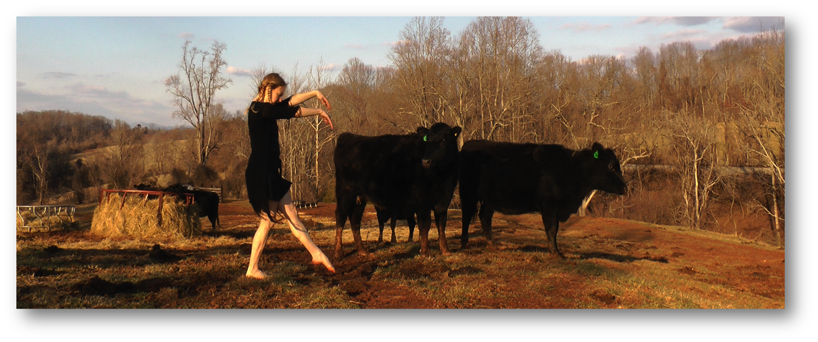 cowsw.png