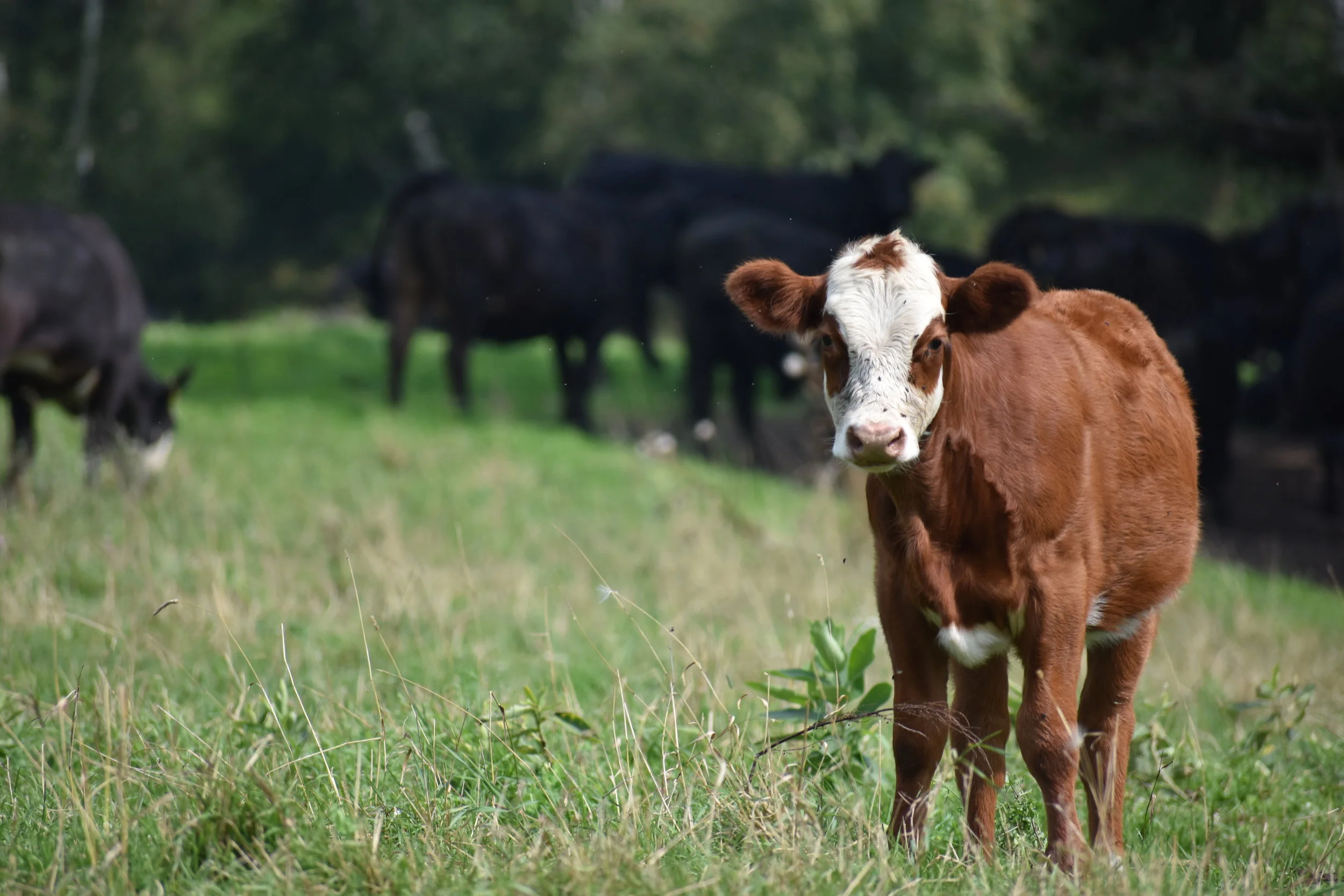 Cow Calf Operations — Mondovi Veterinary Service