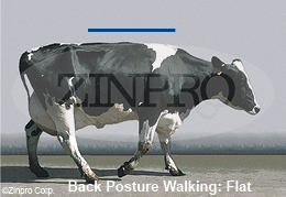 Dairy_Loco_Walking_1.jpg