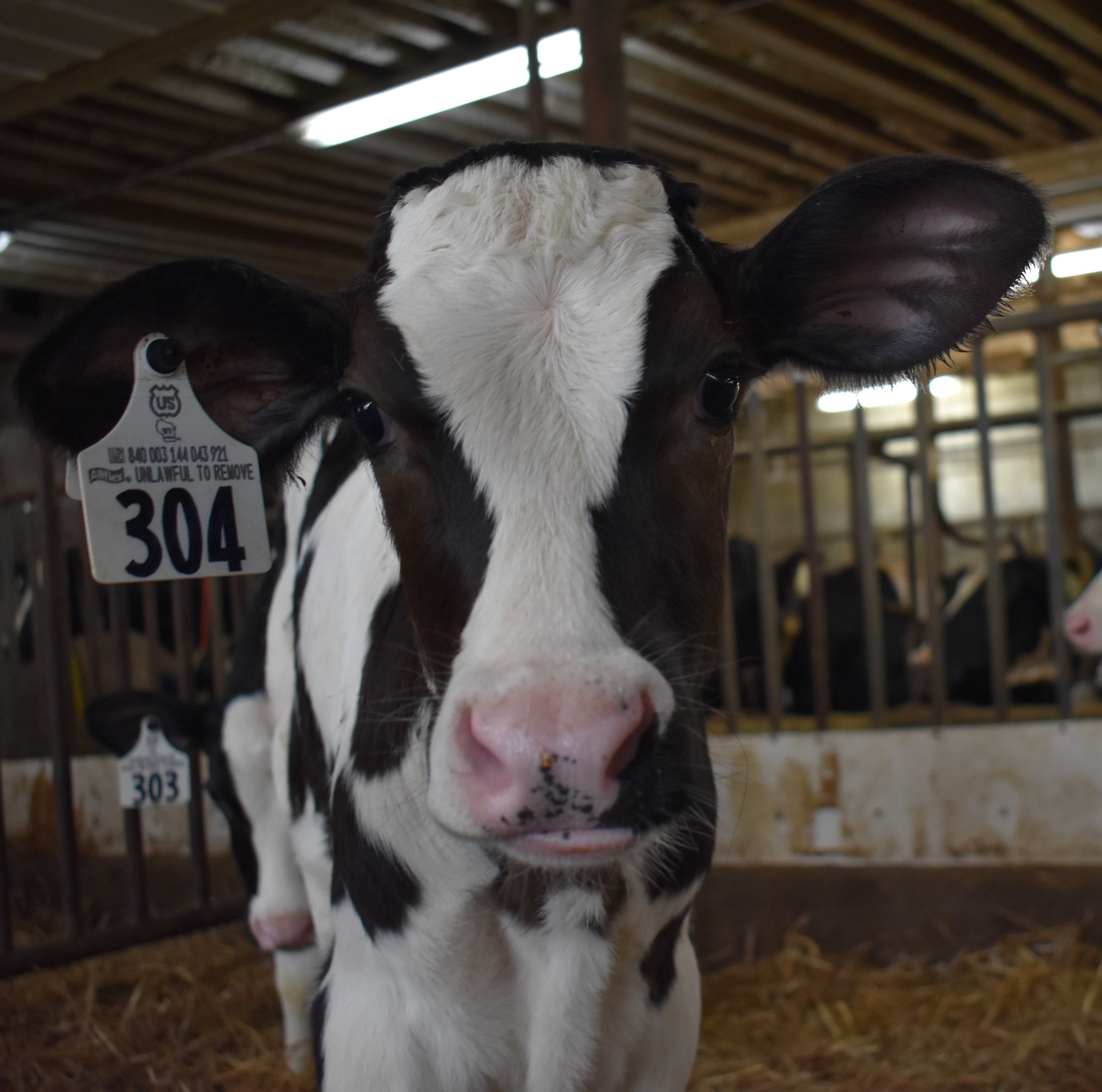 Calf Head Shot.jpg