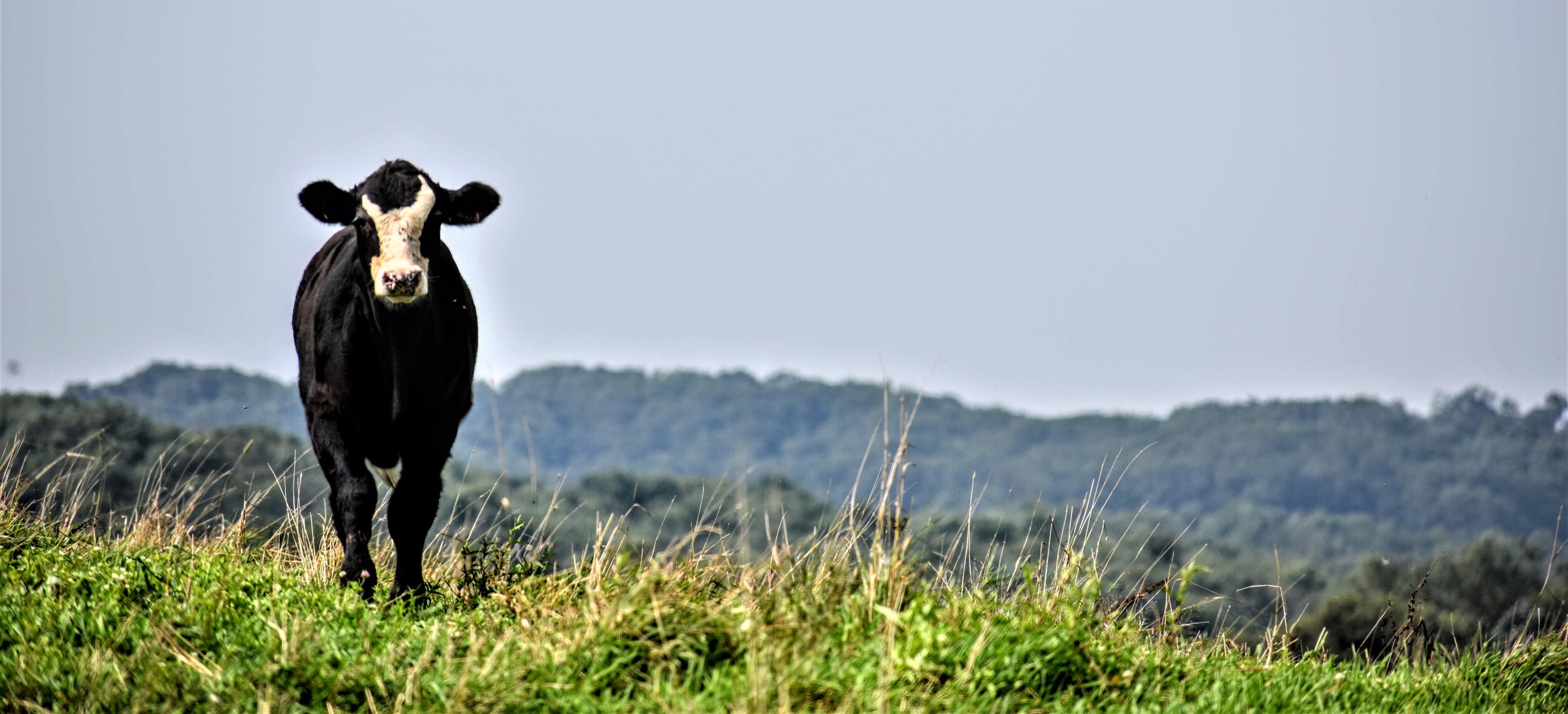 What We Do — Mondovi Veterinary Service