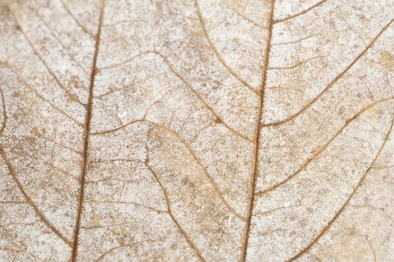 Responding From the Heart and Belly Brain  (BMC℠)