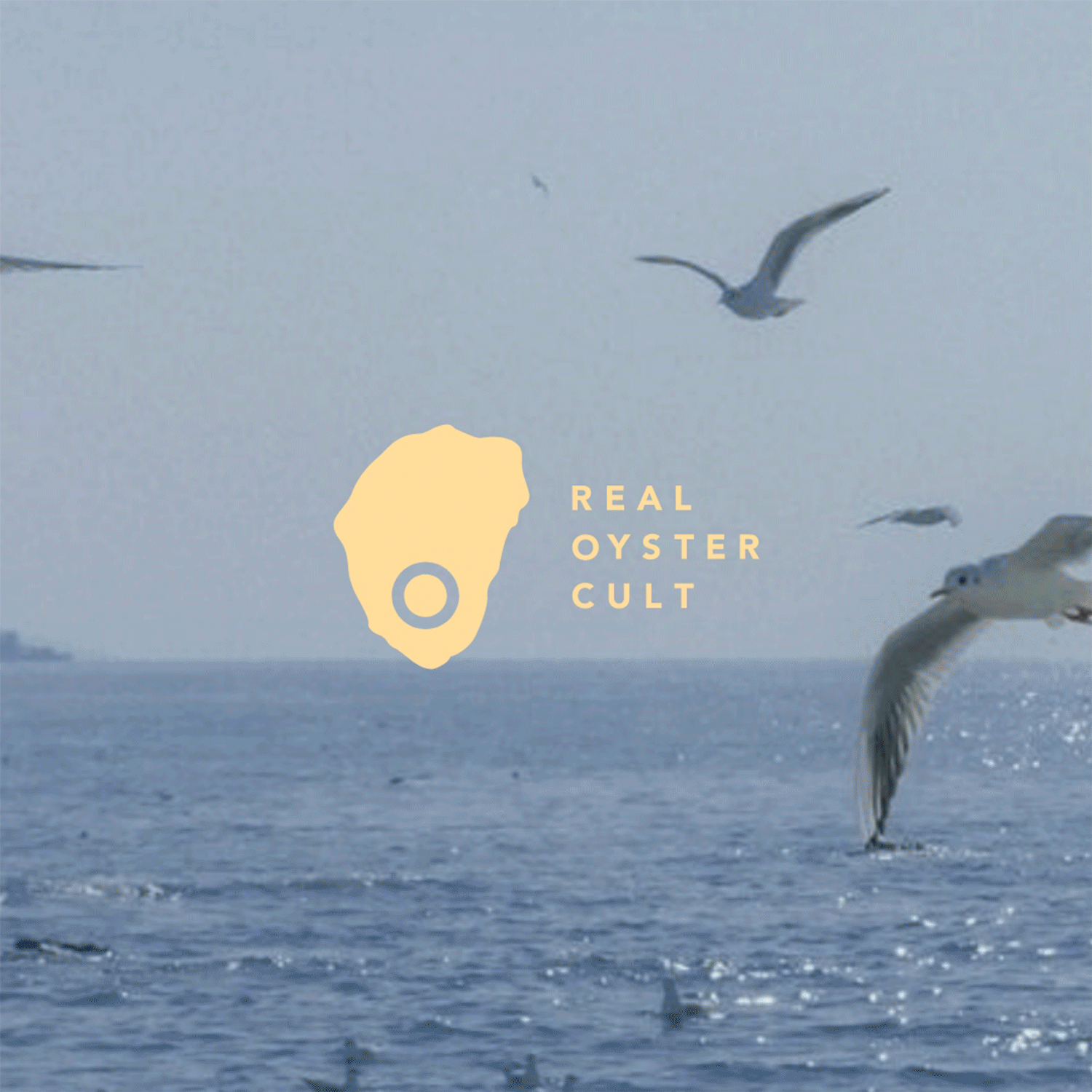 RealOyterCultBRandingShopfiyDesignCreativeDirectorAmyFucciBOSTON.gif