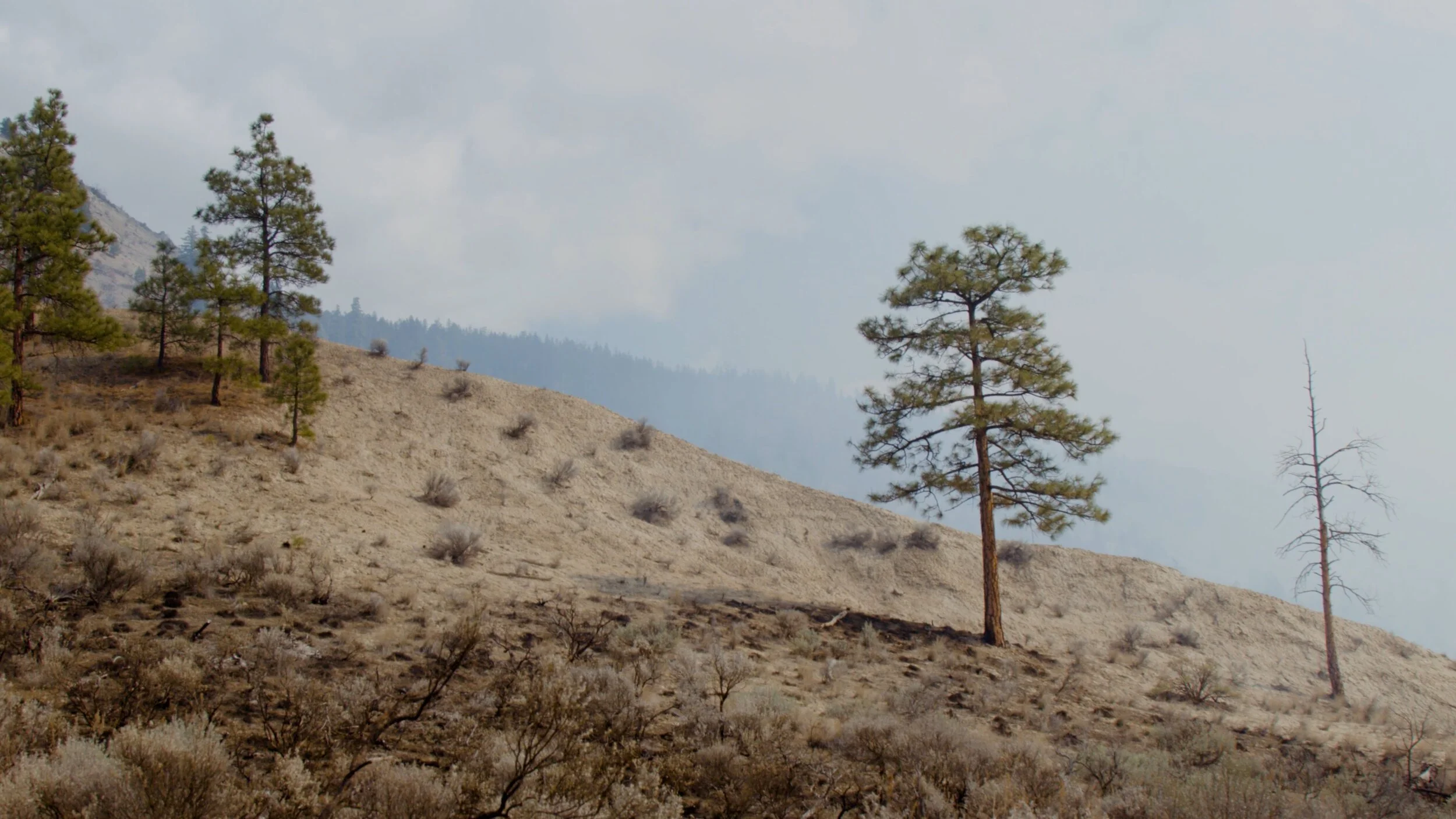 Screen Shot 2019-09-26 at 3.02.06 PM.jpg