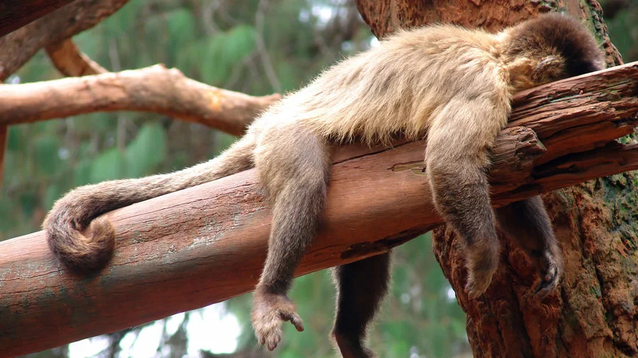 Living with a procrastinator?