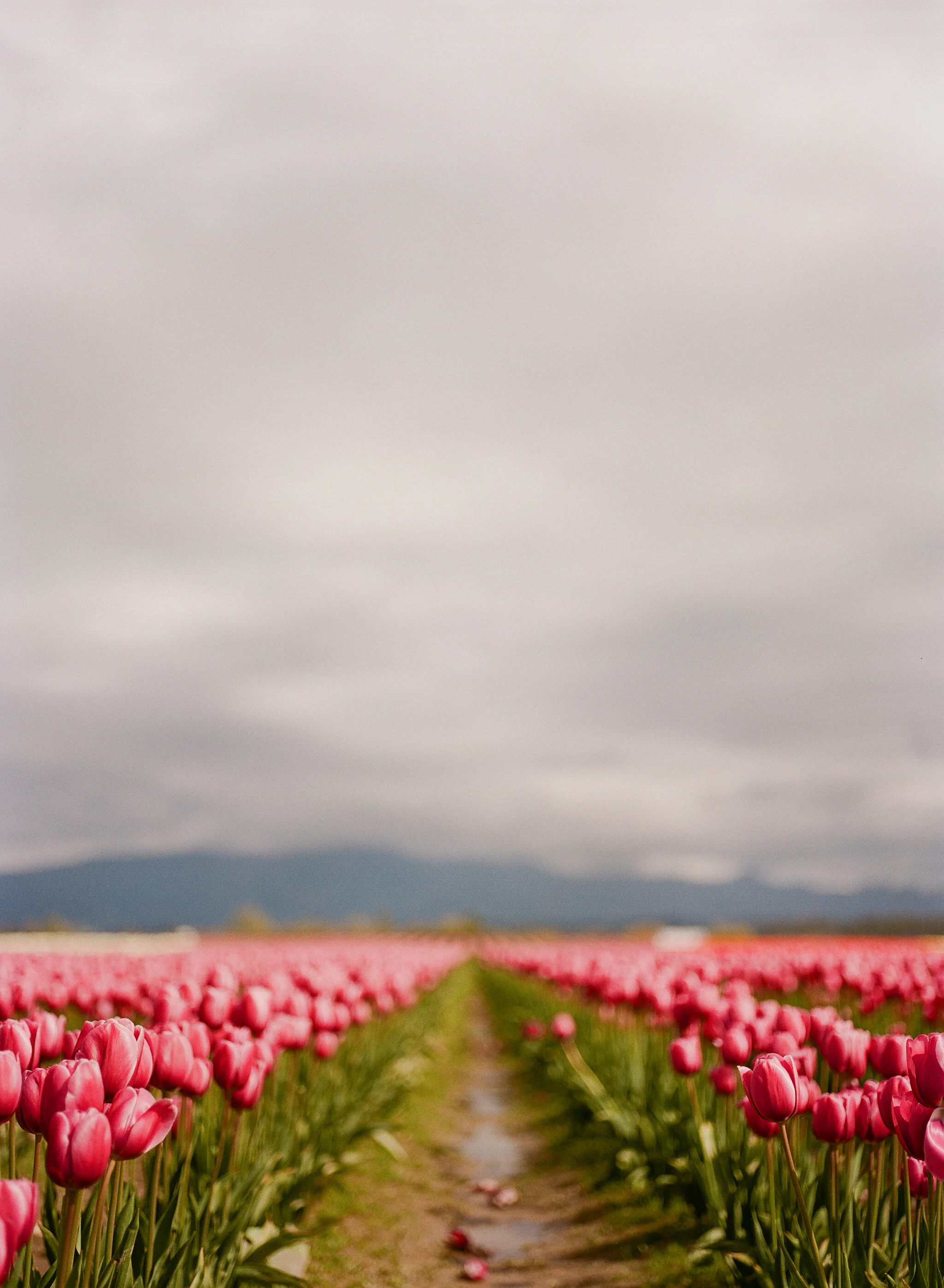 tulip-6.jpg