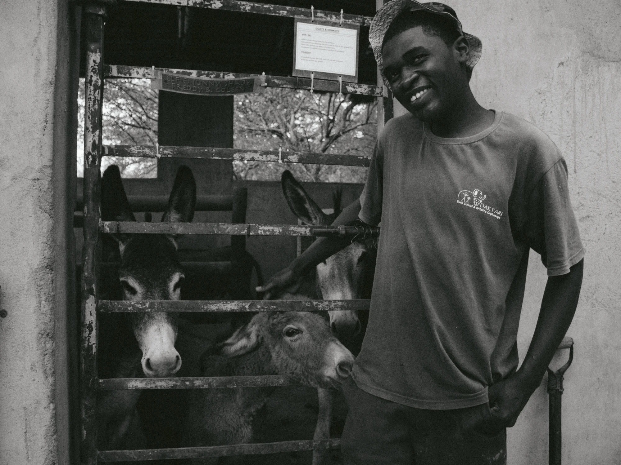 Tato, a worker at Daktari, puts the donkeys in the barn for the night