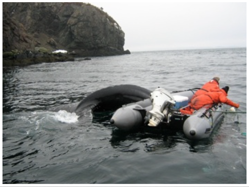  Releasing a humpback whale from a herring net, Southern Harbour, Placentia Bay, NL (March, 2011).&nbsp; 