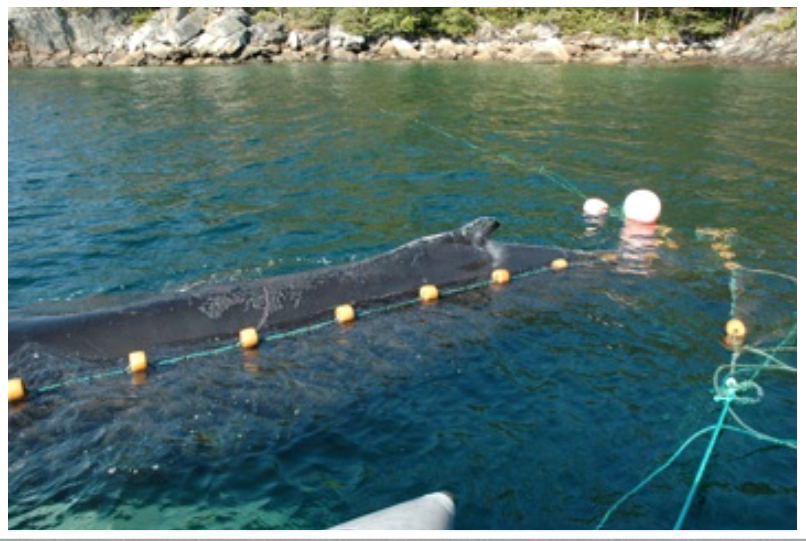  A humpback whale entrapped in a mackerel trap, Westport, White Bay, NL (2008).&nbsp; 