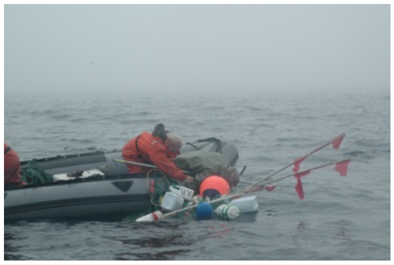  Under all of this fishing gear is a humpback whale, which has dragged 6 fleets of cod gillnets together. South East Bight, Placentia Bay, NL. (2008).&nbsp; 