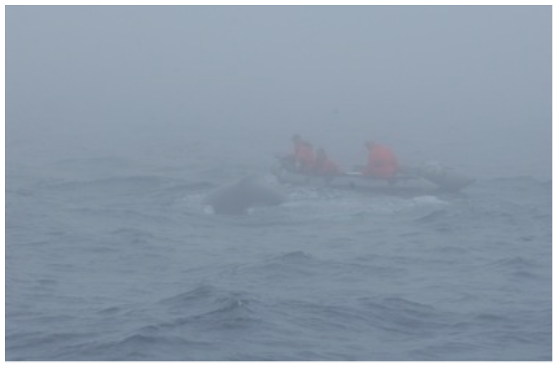  Releasing a humpback whale in the fog, Grand Banks, NL (2006).&nbsp; 