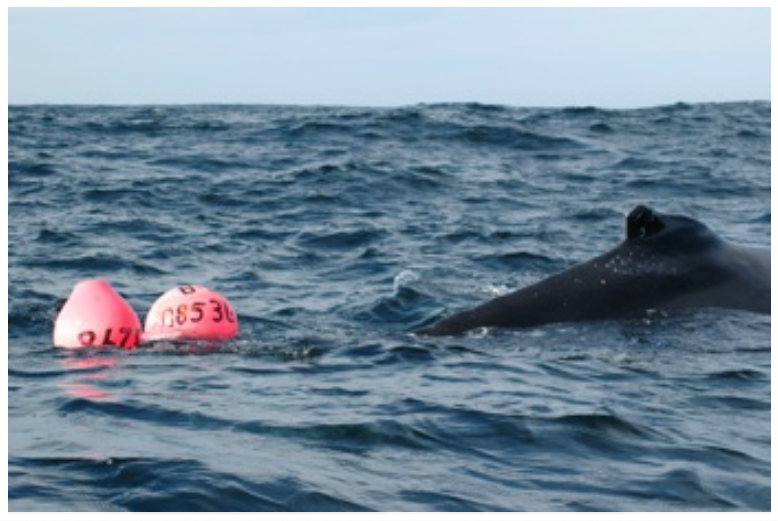  A humpback whale entangled and being released from snow crab crab gear, Bay de Verde, NL. (2006)&nbsp; 