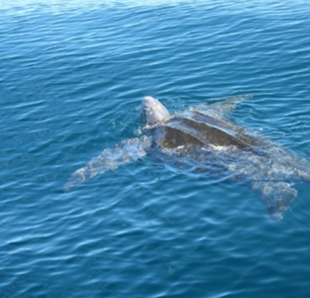  Leatherback Sea Turtle (Change Islands, September 2010) Photography by Peter Stacey