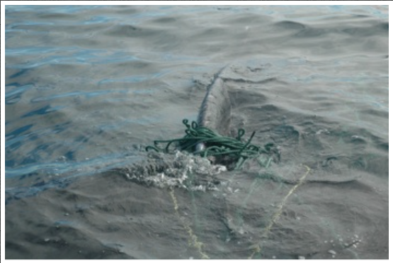  A humpback whale entangled in cod gillnet and haul up rope near South East Bight, NL. (2008)&nbsp; 