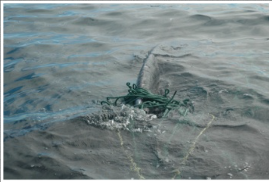 A humpback whale entangled in cod gillnet and haul up rope near South East Bight, NL. (2008) 