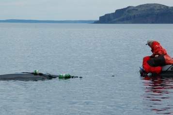  A minke whale being released from herring nets Belleview Trinity Bay, NL. (2005)&nbsp; 