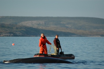  Releasing a humpback whale from Toad crab gear, St. Lewis, Labrador (2005).&nbsp; 