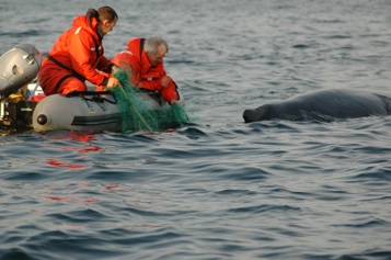  A humpback whale being released from gillnets near Grand Beach, Fortune Bay, NL. (2006)&nbsp; 