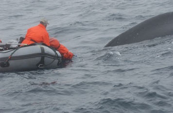 Determining how the humpback whale is entangled, Downing Basin, Grand Banks, NL. (2006) 
