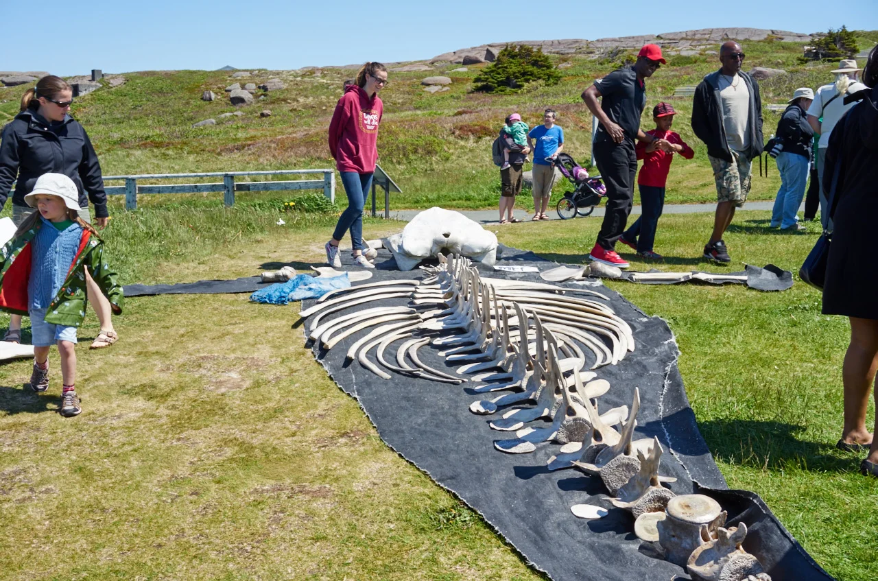 whale2016013.jpg