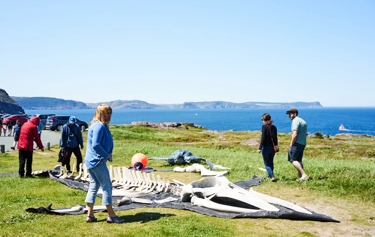 whale2016015.jpg