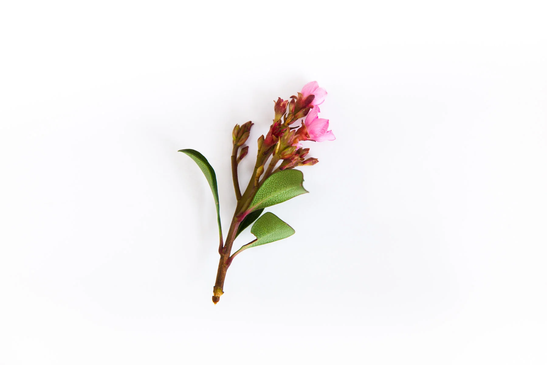The-Healing-Essence-IMG_5185.jpg