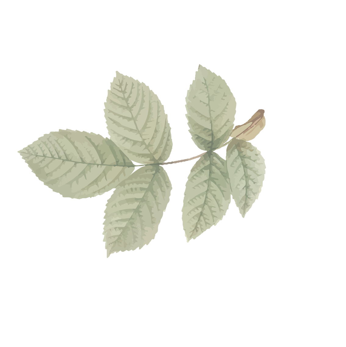 Women of Cedar - Leaves 2.png