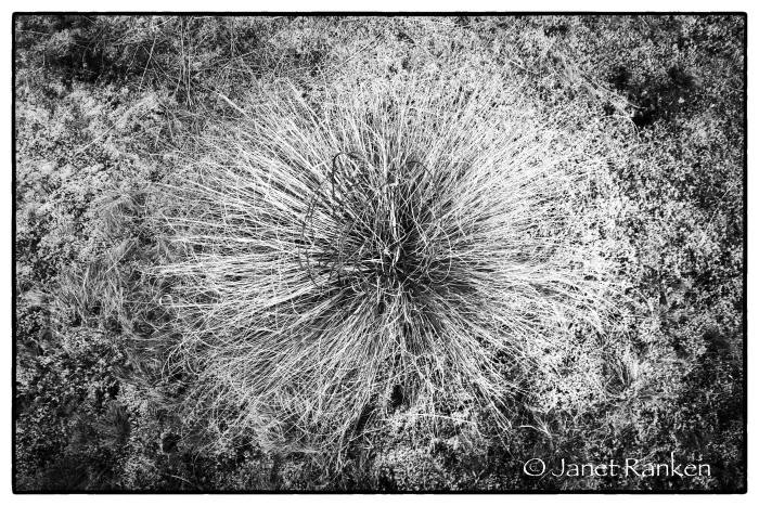 Tussock