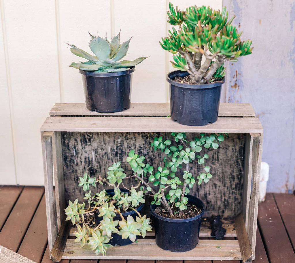 Crate-Plants-Prop-Styling-Hire-Northern-Beaches.jpg
