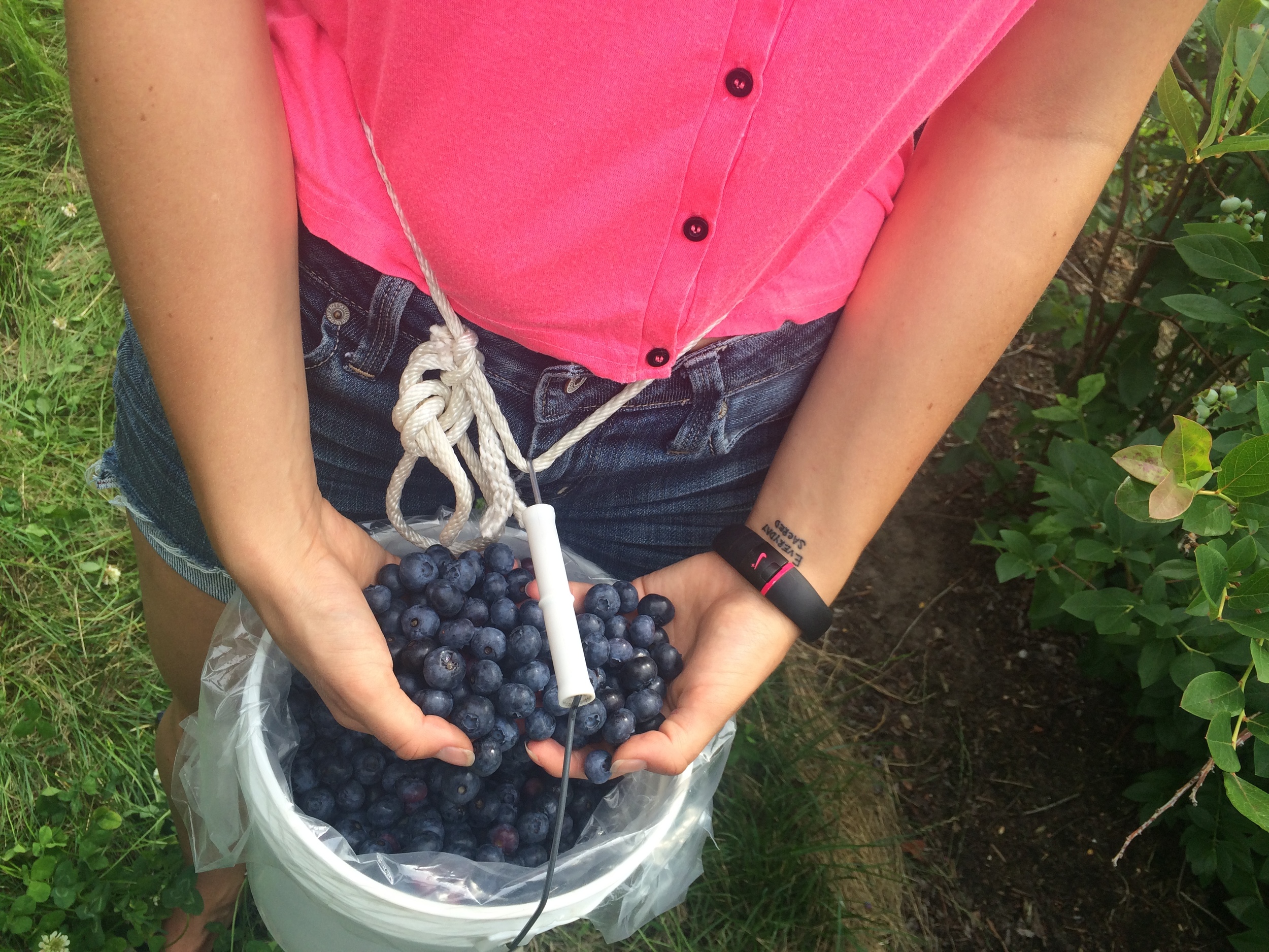 Blueberries.jpg