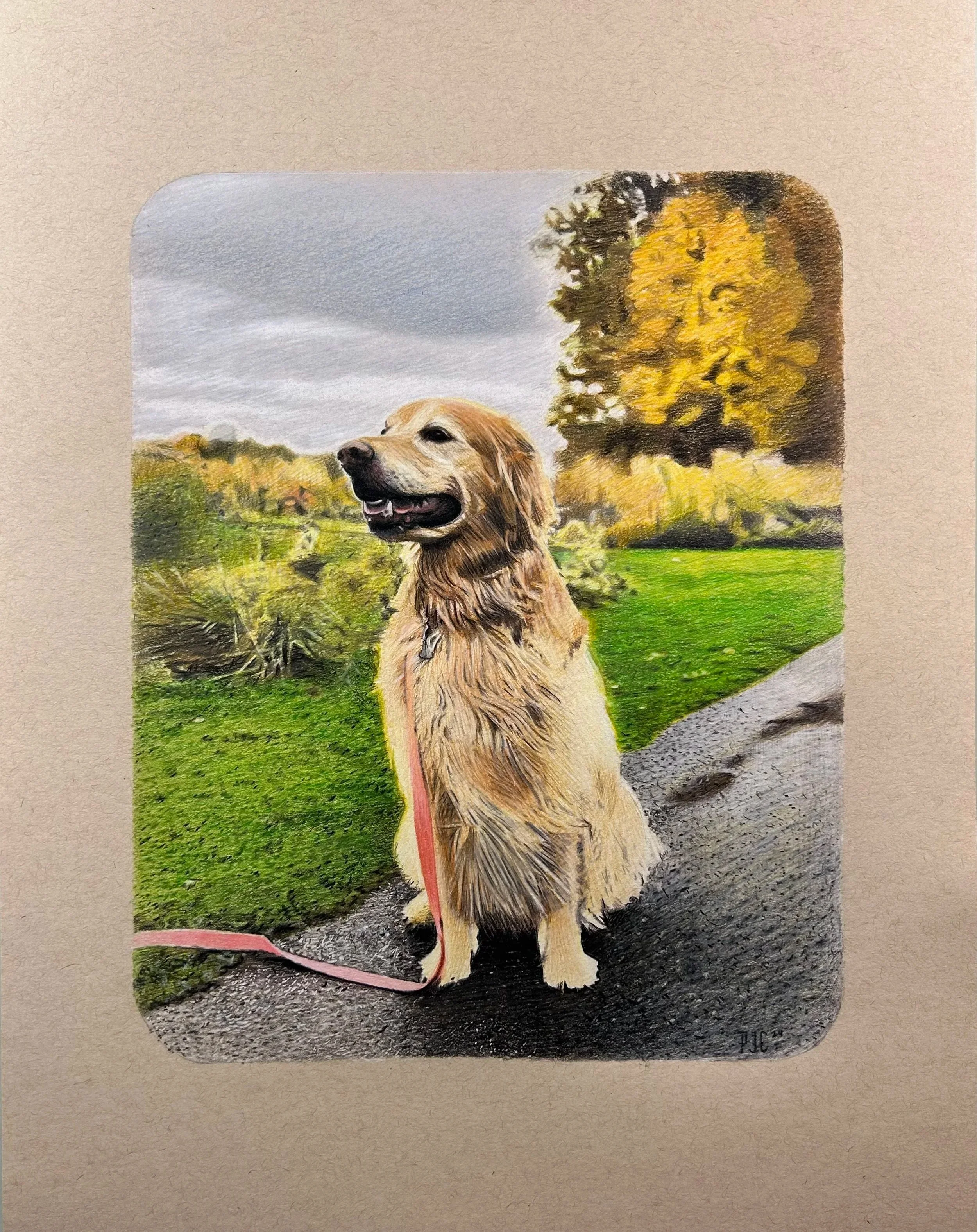 Drawing of a Golden Retriever sitting on a pathway in a park with trees in the background.