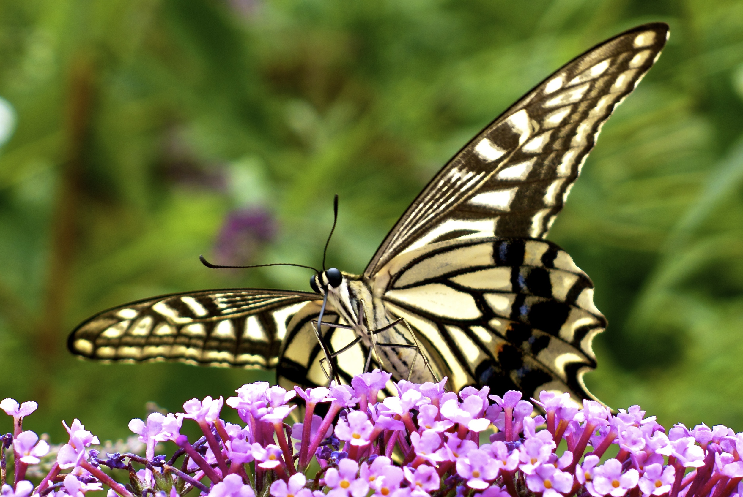 butterfly.jpg