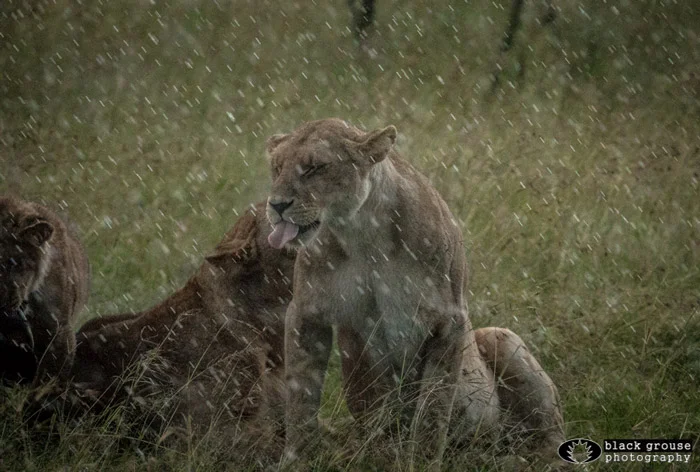 Masai Mara lions in the rain