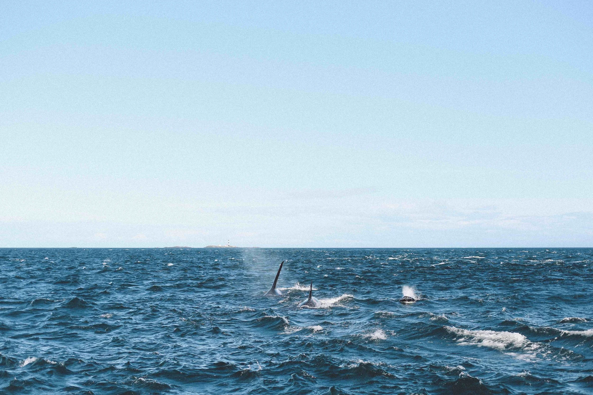 Orca Whales