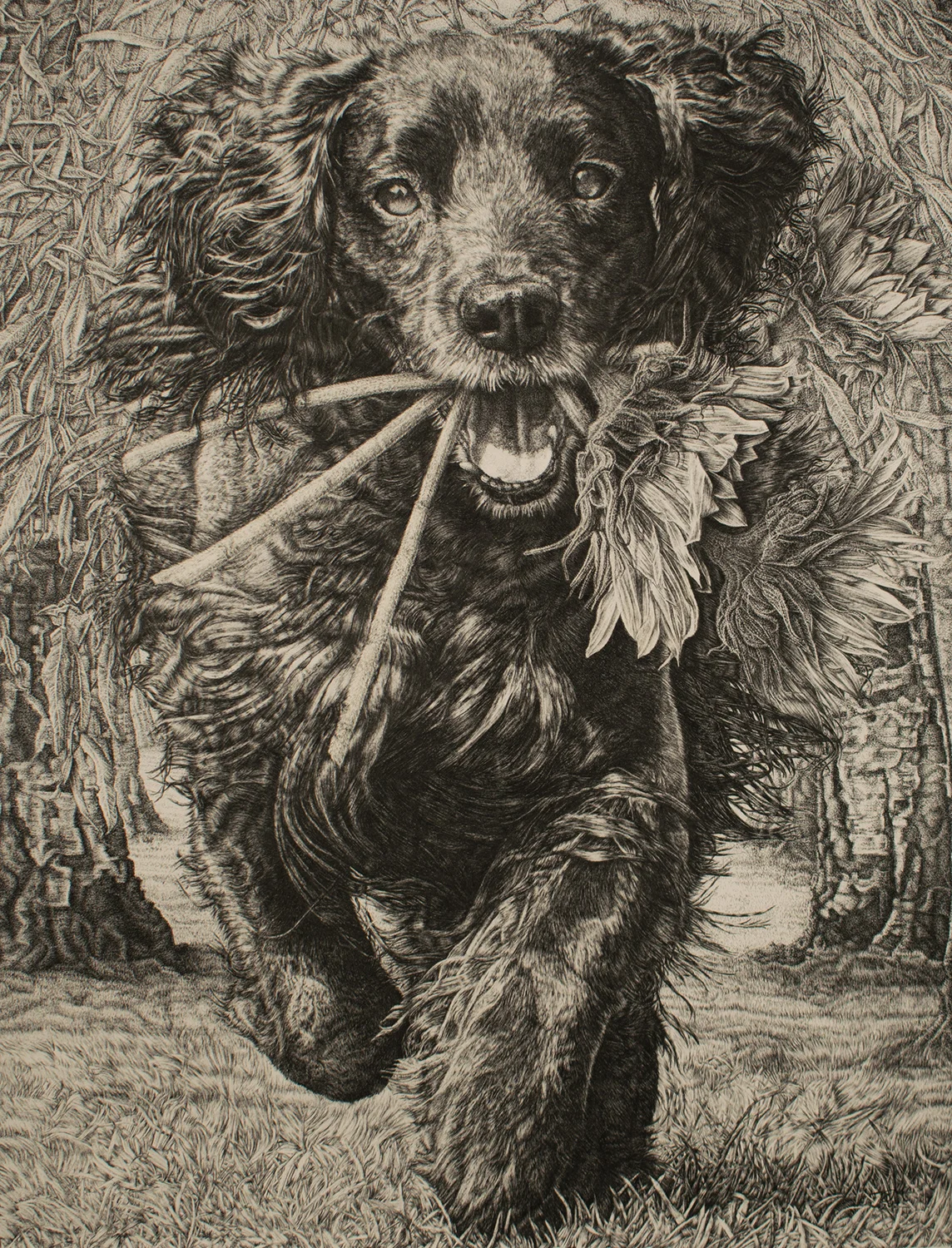 Return of the Black Dog