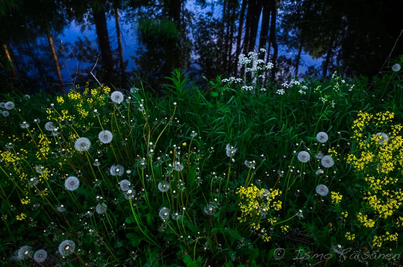 Midsummer Night's Magic