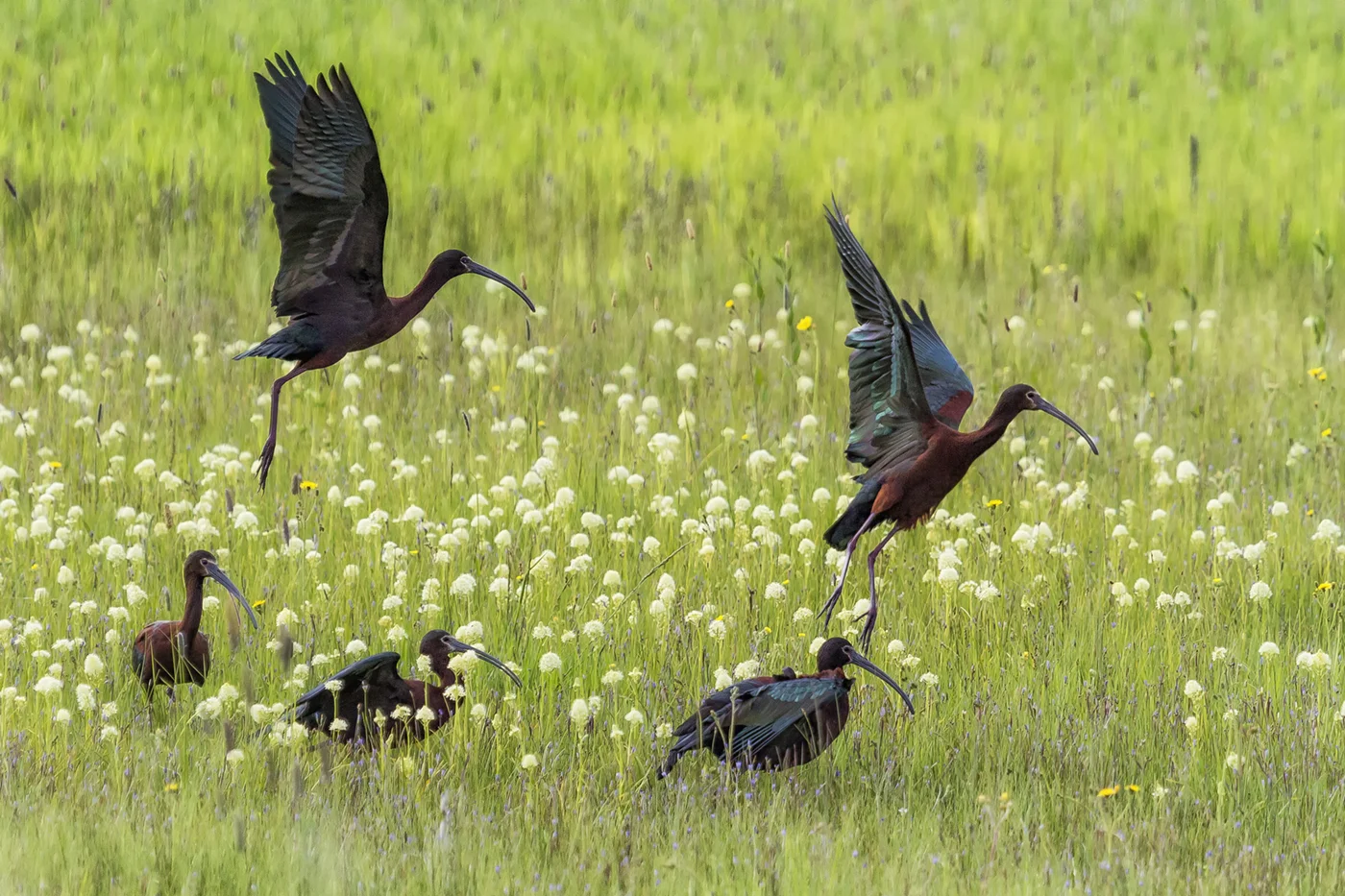 White Faced Ibis Flock Rising No 1.jpg