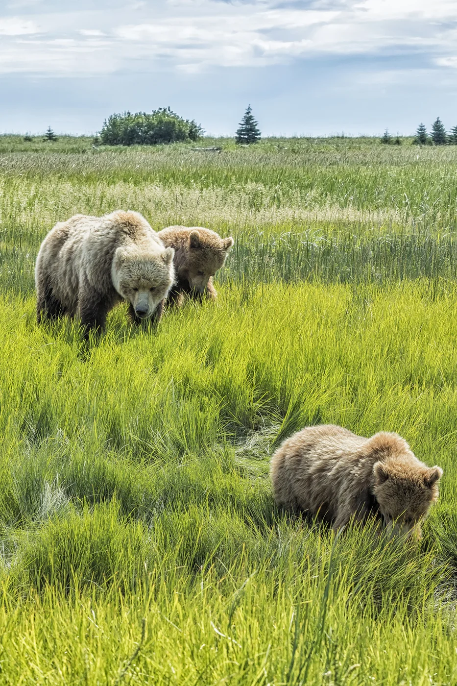A Mother and Her Two Cubs, No. 3.jpg
