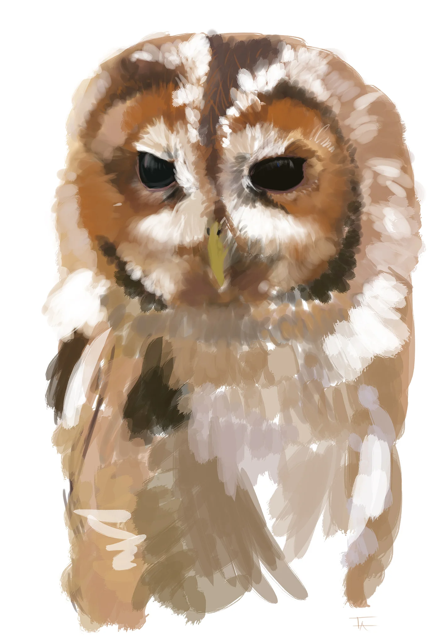 Tawny Owl_2048.jpg