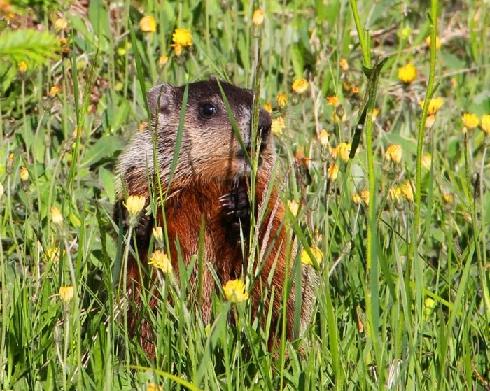 groundhog-grass.jpg