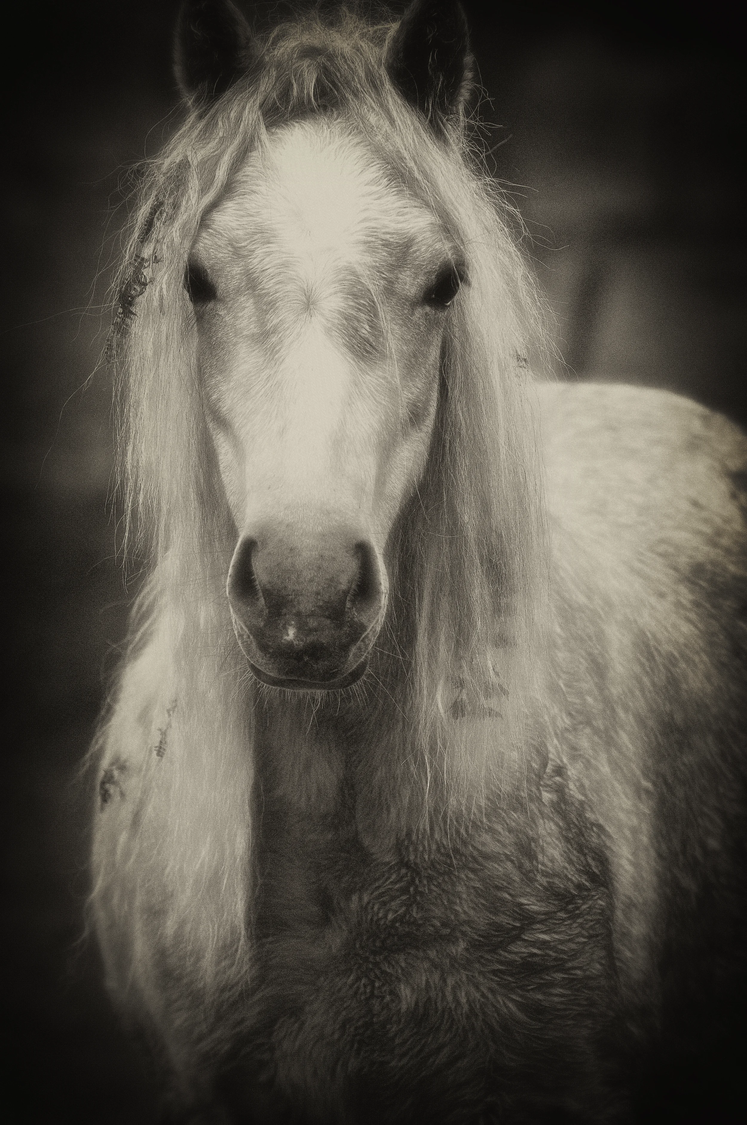 grey horse.jpg