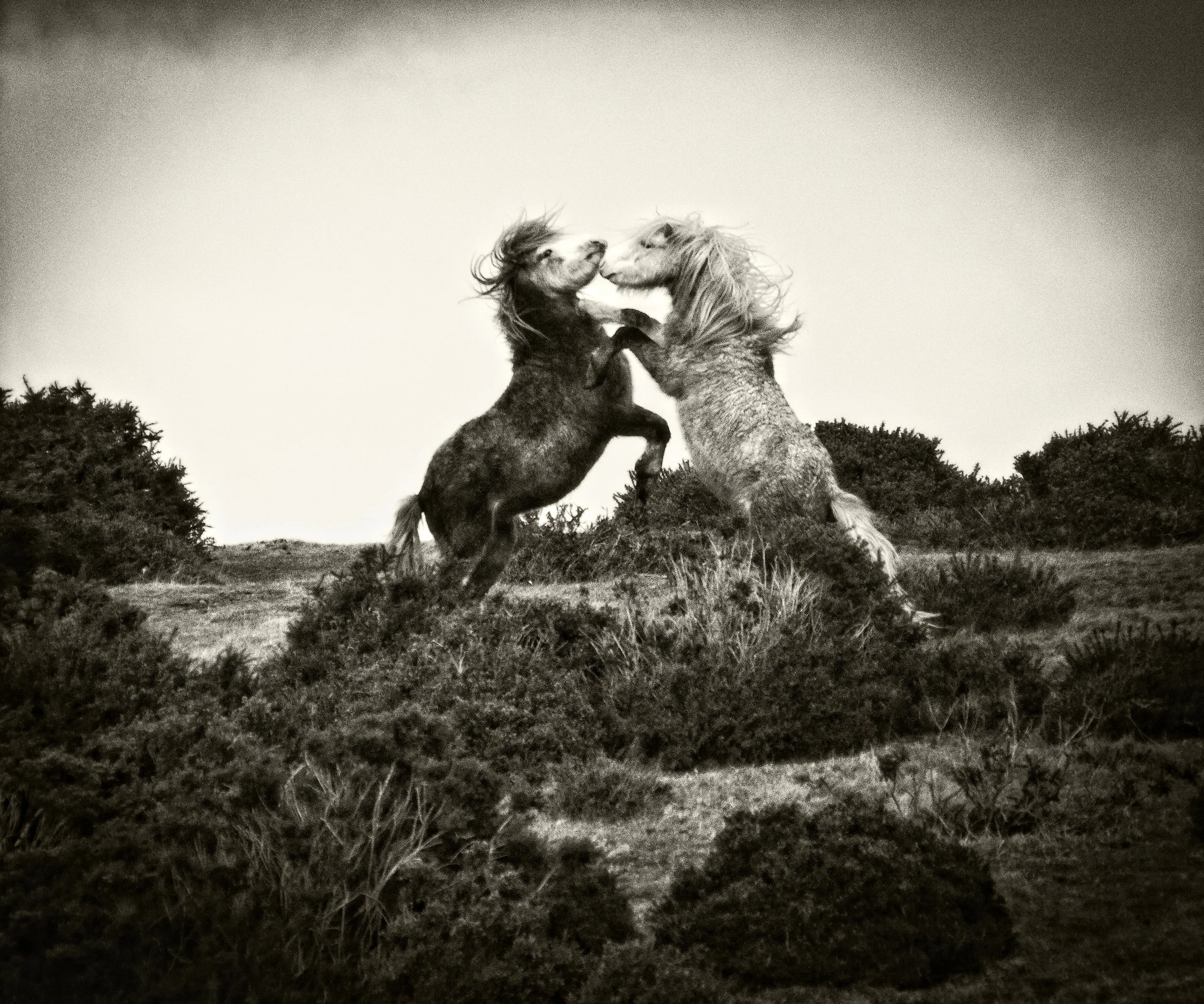 horses fighting 2resized.jpg
