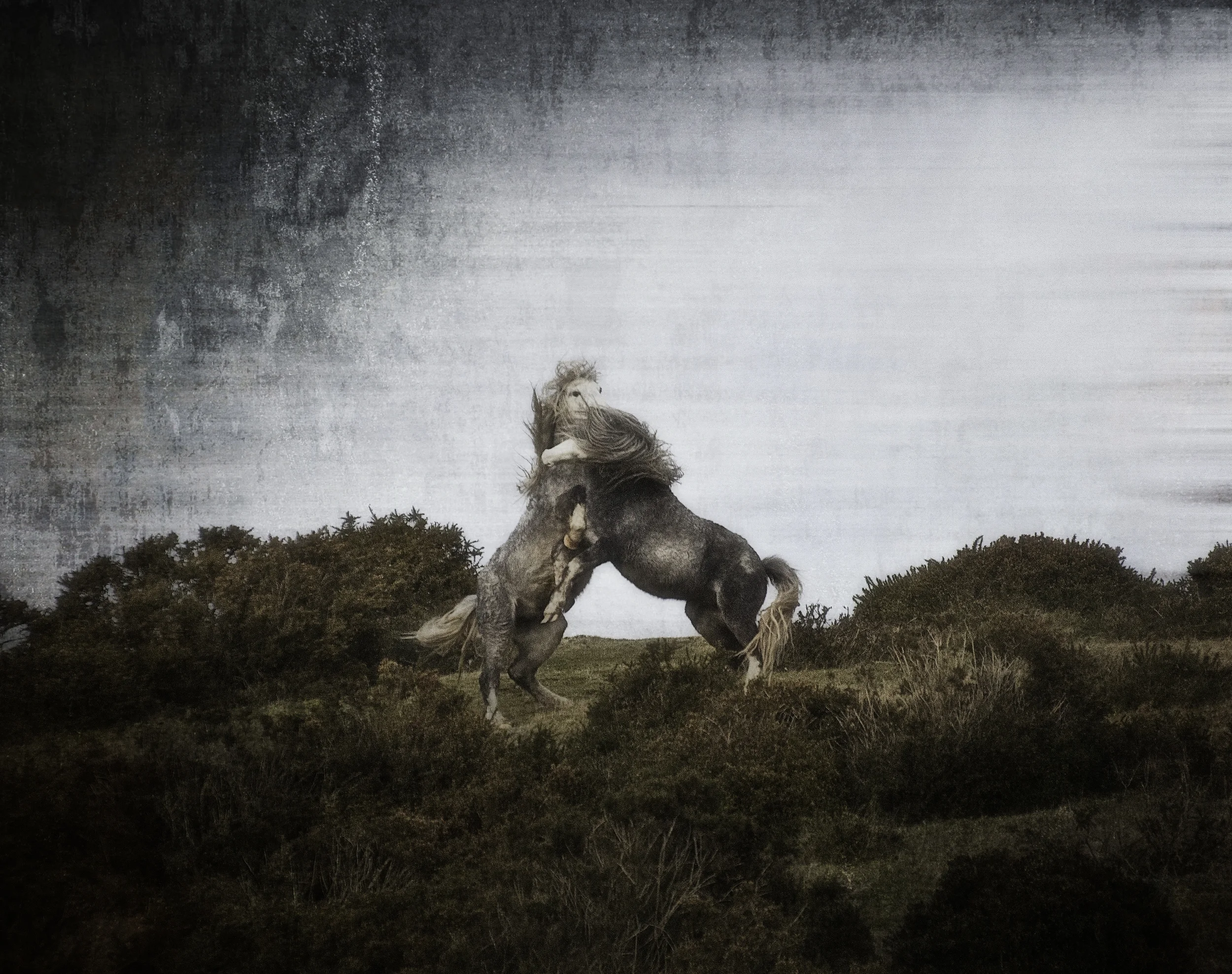 horses fighting.jpg