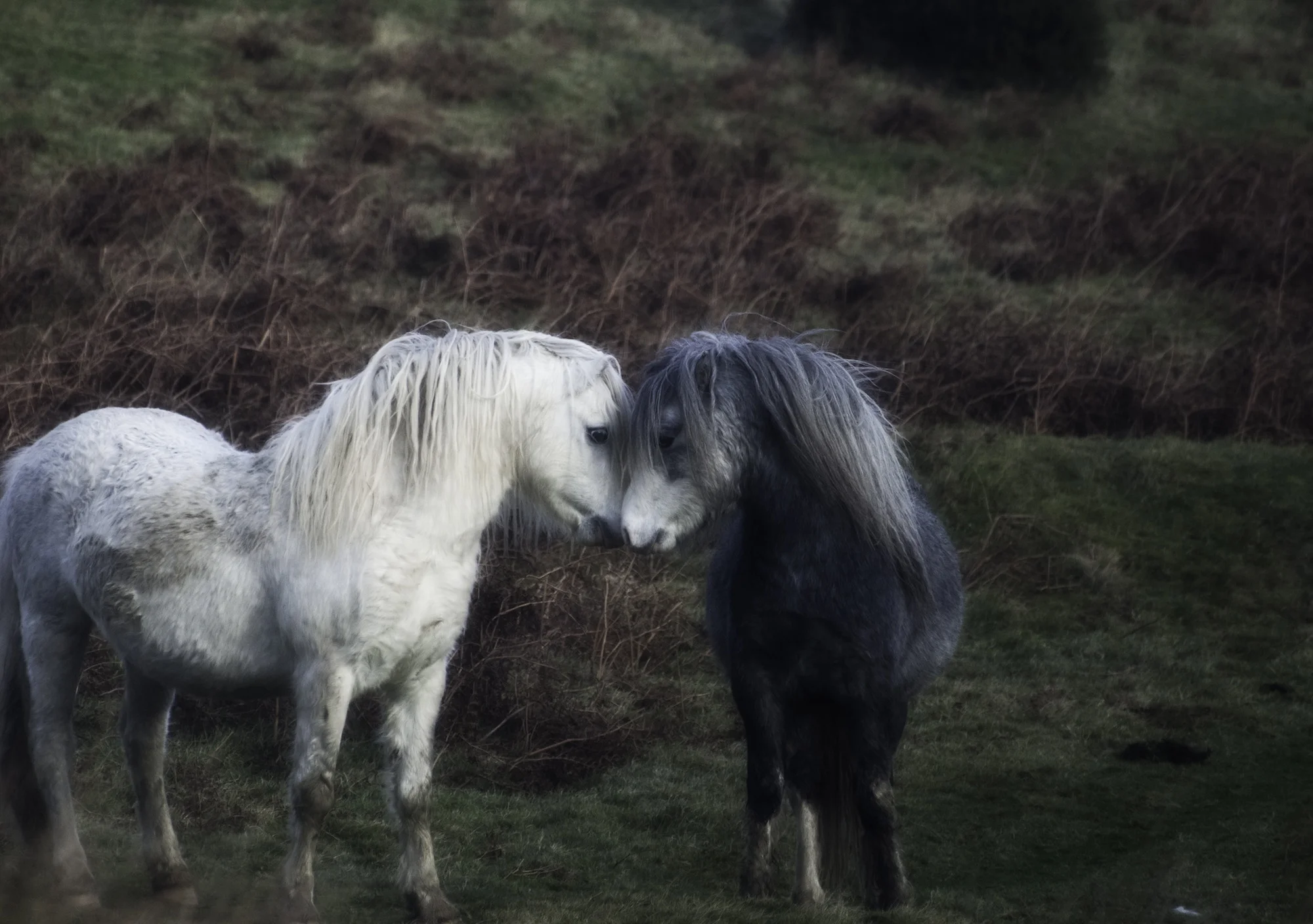 horses in love resized.jpg