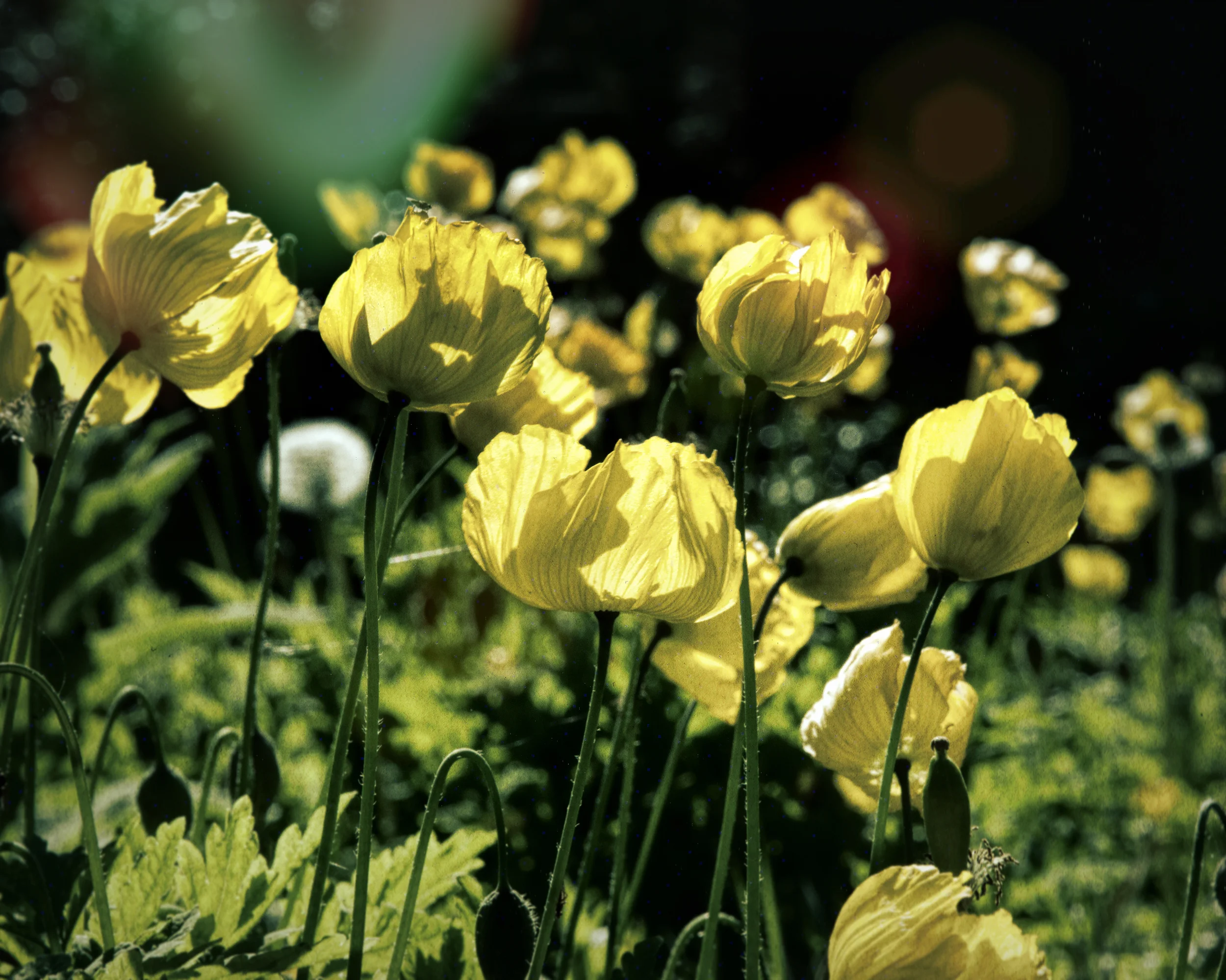 yellow flowers.jpg